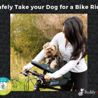 woman on bike carrying a yorkshire terrier in a carrier